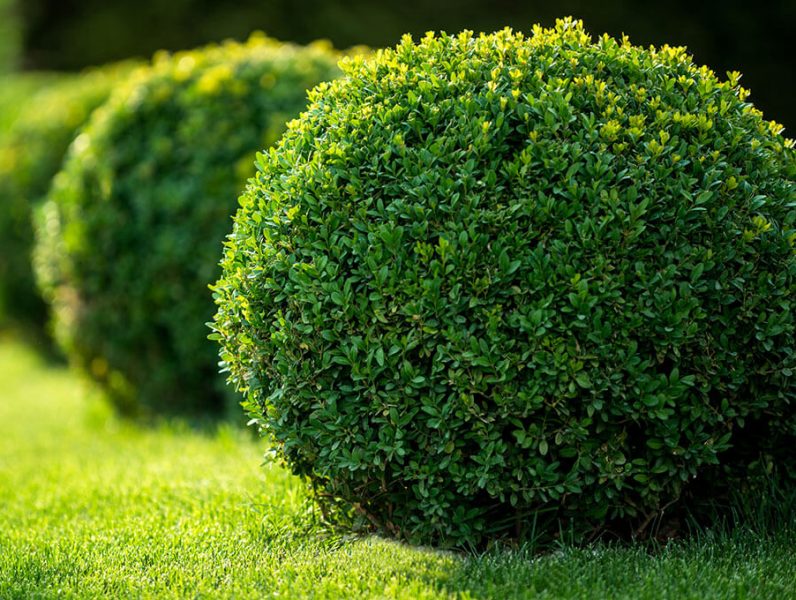 Realizzazione Giardini Progettazione Manutenzione Località Portararo 84040 Casal Velino (Salerno) Pino Garden&Wood di Pasquale Pino [www.pinogardenwood.it]