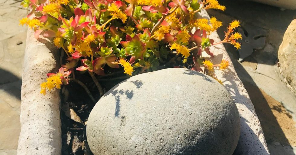 Piantumazione Casal Velino Salerno Pino Garden&Wood di Pasquale Pino